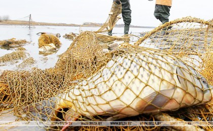 Госинспекция с начала года изъяла более 6 тыс. запрещенных рыболовных сетей