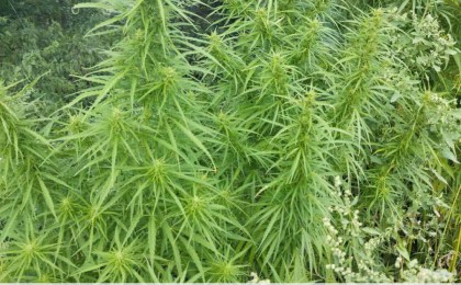 В Кобринском районе уничтожена плантация дикорастущей конопли