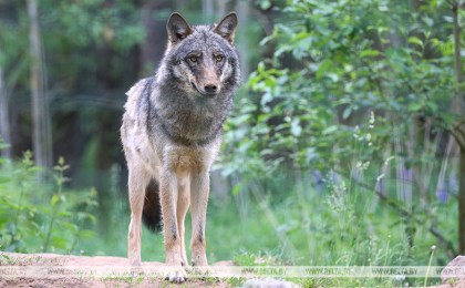 Вакцинация животных, приманки от бешенства. Как в Беларуси ведут эпизоотический надзор