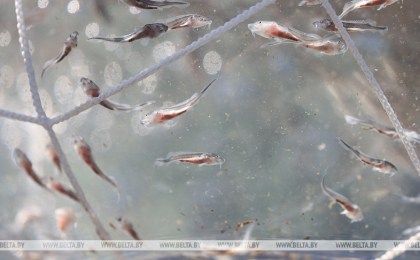 Минсельхозпрод: производство рыбы в этом году вырастет на 2 тыс. тонн