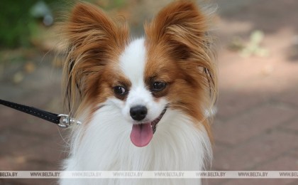 В Беларуси предлагается ввести обязательное чипирование кошек и собак