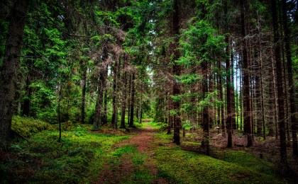 «Аднавiм лясы разам!»