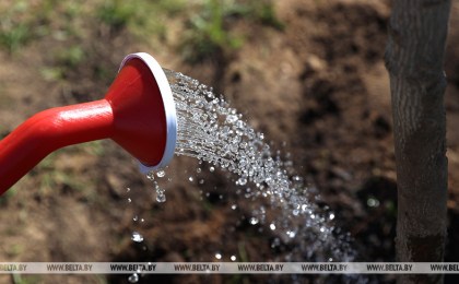 Минприроды проведет в Беларуси 28 октября единый день озеленения