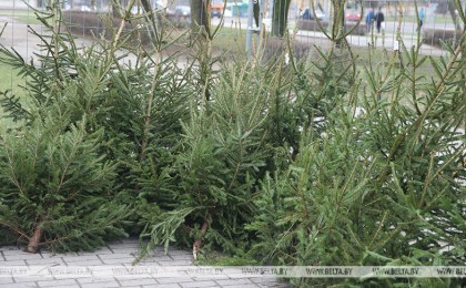 В Беларуси увеличилось число мошенничеств, связанных с продажей новогодних елей и украшений