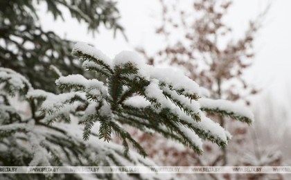 Снег, гололед и порывистый ветер прогнозируются в Беларуси 24 декабря