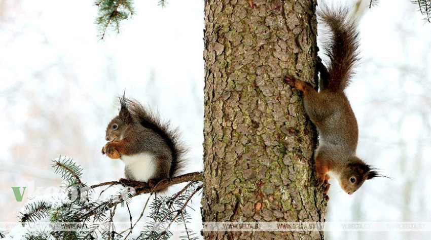 Оранжевый уровень опасности из-за сильного ветра объявлен в Беларуси 26 декабря