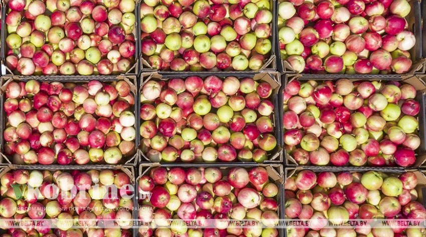 Беларусь вводит лицензирование вывоза лука и яблок
