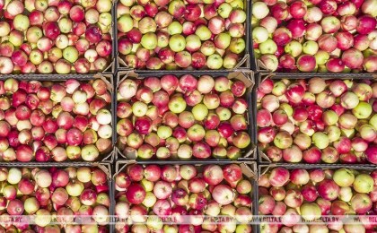 Беларусь вводит лицензирование вывоза лука и яблок