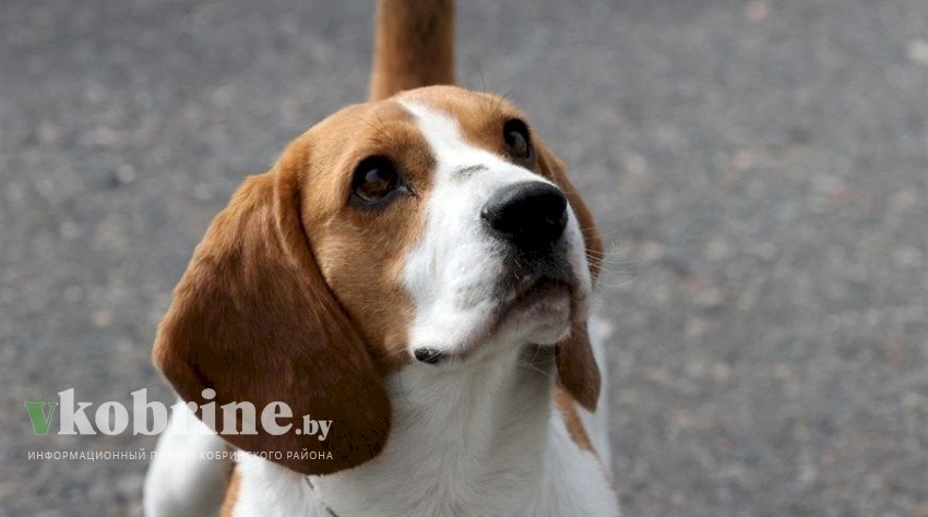 Состязания охотничьих собак и выставки. БООР утвердило кинологические мероприятия в 2024 году