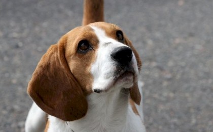 Состязания охотничьих собак и выставки. БООР утвердило кинологические мероприятия в 2024 году