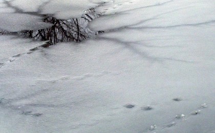 В Березовском районе утонул рыбак из Кобрина