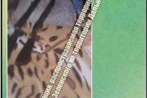 В социальных сетях появилась фейковая информация об убийствах в школах