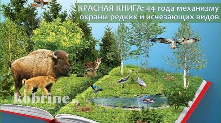 Новое издание Красной книги Беларуси пополнится более чем 300 видами растений