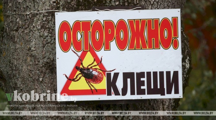 В Брестской области активизировались клещи