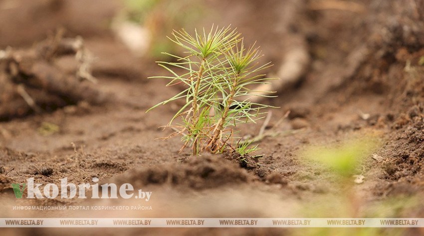 Брестская область стала лидером по созданию новых лесных культур этой весной