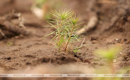 Брестская область стала лидером по созданию новых лесных культур этой весной