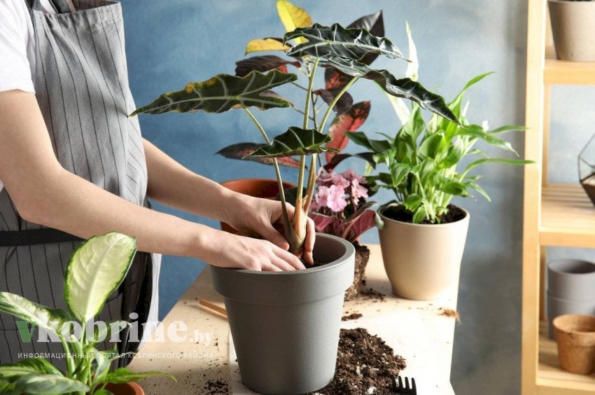 Где в Кобрине можно проконсультироваться на тему реализации продукции цветоводства, декоративных растений и семян