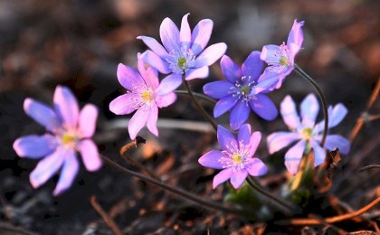 Минприроды призывает отказаться от сбора и покупки первоцветов