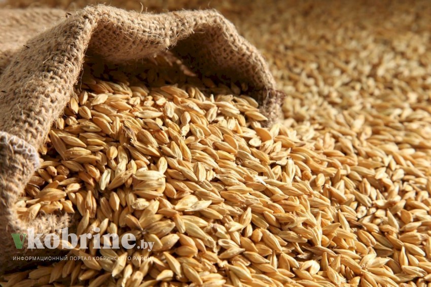 Продается зерно, отруби и комбикорм