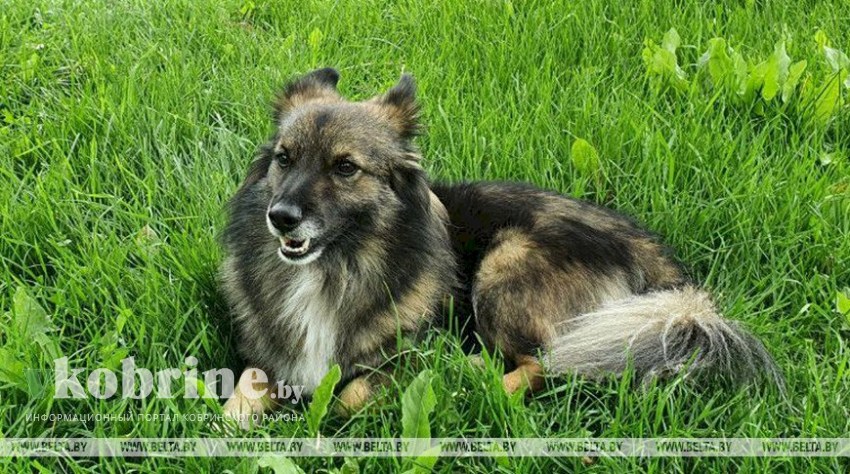 Совет Республики одобрил законопроект об ответственном обращении с животными