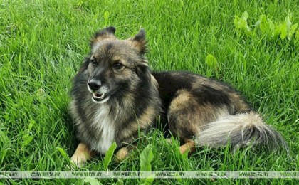 Совет Республики одобрил законопроект об ответственном обращении с животными