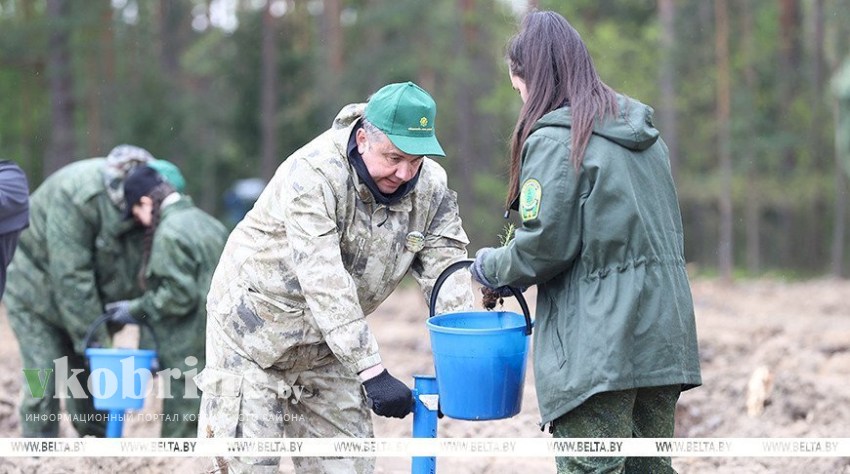 Шулейко об акции «Аднавім лясы разам!»: высаживаем качественные саженцы с хорошей приживаемостью