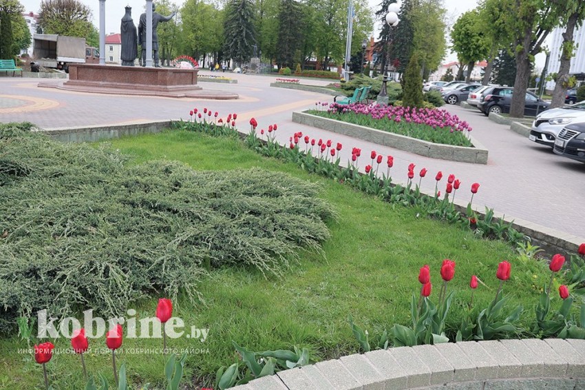 Где совесть? От рук вандалов пострадали клумбы в Кобрине на площади Ленина