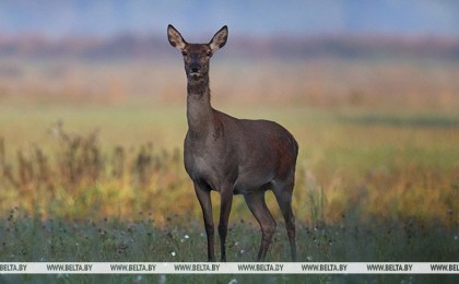 Сезон охоты на косулю стартовал в Беларуси