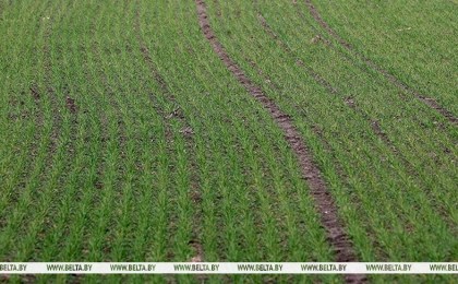 В Брестской области проводят обследования поврежденных заморозками посевов сельхозкультур