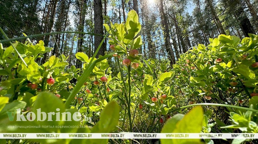 Посещать леса разрешено в 8 районах трех областей Беларуси. В Кобринском действует запрет