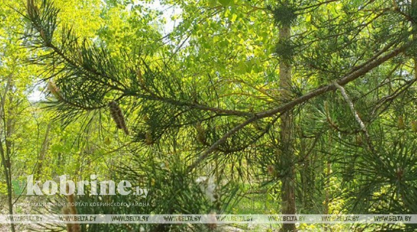 В Кобринском районе продолжает действовать запрет на посещение лесов
