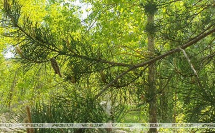 В Кобринском районе продолжает действовать запрет на посещение лесов