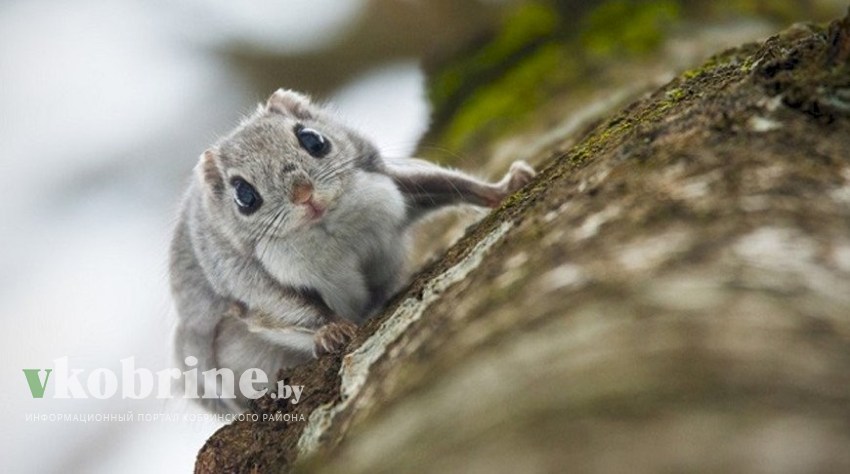 В Минприроды рассказали, сколько животных и растений будет включено в новое издание Красной книги