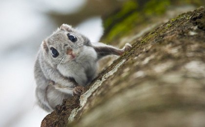В Минприроды рассказали, сколько животных и растений будет включено в новое издание Красной книги