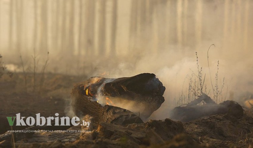 Кулик поручил усилить работу на местах по охране лесов от пожаров