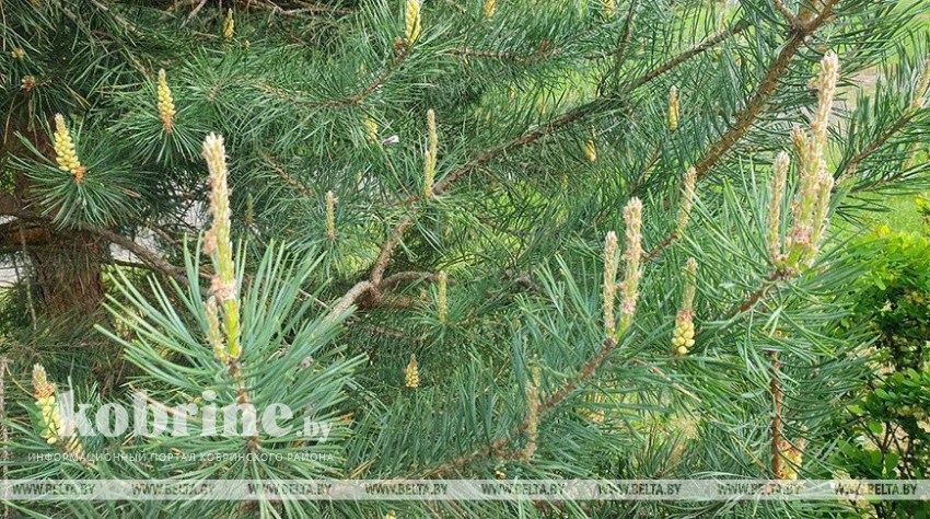 В Кобринском районе введен запрет на посещение лесов