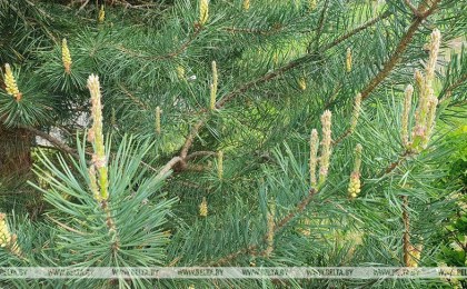 В Кобринском районе введен запрет на посещение лесов