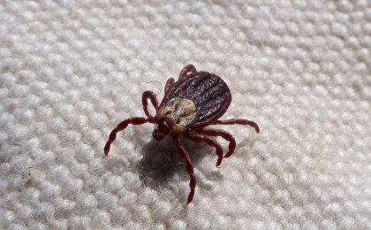 По Европе распространяются «клещи-монстры», приближаясь к границам Польши