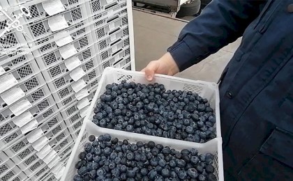 Брестские таможенники установили факт занижения стоимости ввозимых фруктов и ягод