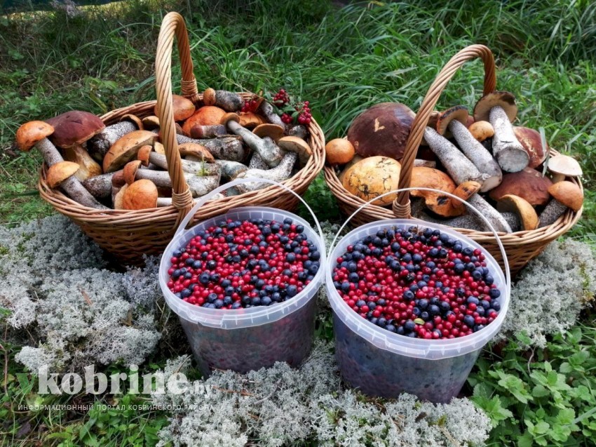 Нужно ли платить налог тем, кто занимается сбором и закупкой лекарственных растений, ягод, грибов, орехов и другой дикорастущей продукции