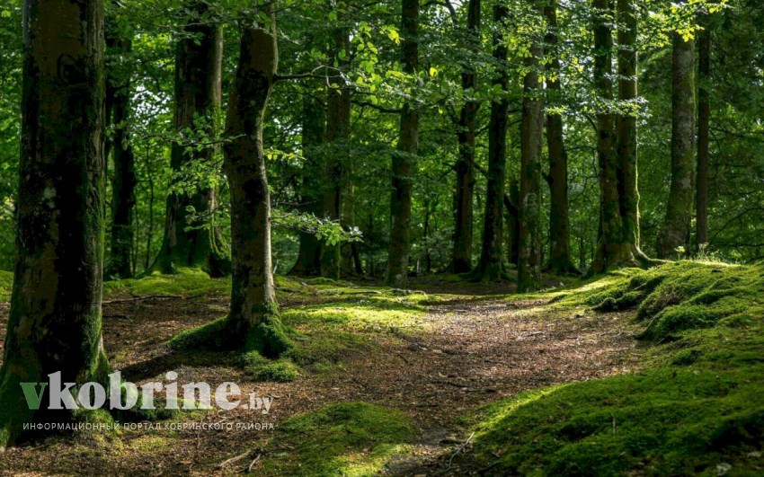 В Кобринском районе введено ограничение на посещение лесов