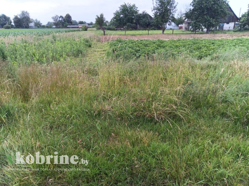 Кому нужна трава по пояс? О «головной боли» хозяев частных домов и дачников на Кобринщине