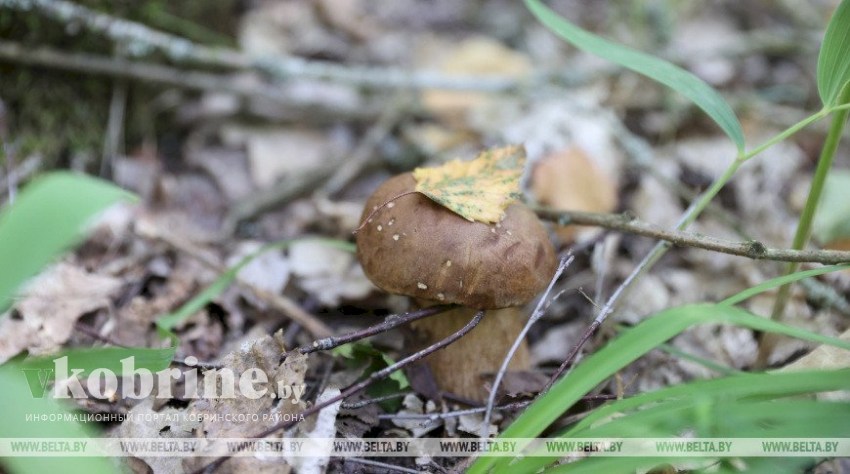 Минлесхоз напомнил о правилах сбора грибов и ягод