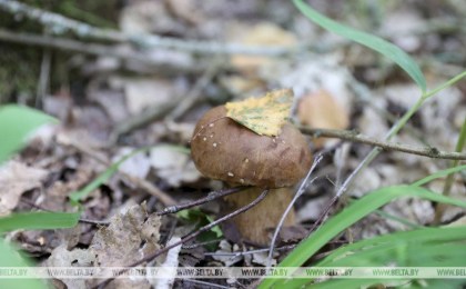 Минлесхоз напомнил о правилах сбора грибов и ягод