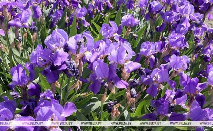 «В Беларусь возвращается жаркая погода». Синоптики рассказали, чего ждать с 9 по 14 июля