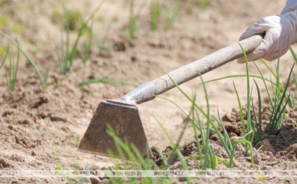 Так полоть грядки нельзя. Минздрав дал рекомендации дачникам в жару