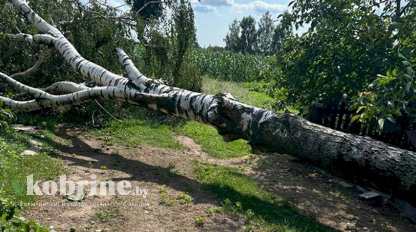 «В первую очередь помогаем людям». Как лесхозы Брестской области справляются с последствиями непогоды
