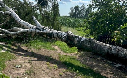 «В первую очередь помогаем людям». Как лесхозы Брестской области справляются с последствиями непогоды