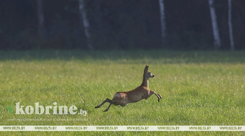 В Госинспекции пояснили, как узнать, в каких местах и охотохозяйственных зонах разрешена охота