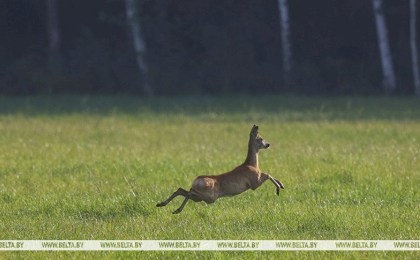 В Госинспекции пояснили, как узнать, в каких местах и охотохозяйственных зонах разрешена охота